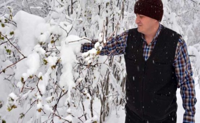 Fındıkta korkutan manzara  Fındık bahçeleri kar altında kalırken, üreticiler yine zirai don endişesi yaşıyor. Ziraat Odası Başkanı Nurittin Karan, “500 rakımın üzerinde kar yağışı sürüyor, zaten don hasarı ilk yağışta oluşmuştu” dedi.
